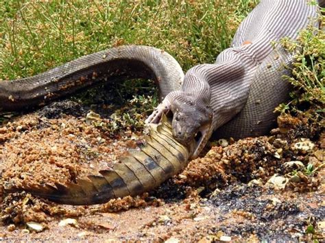 Amazing Animals: Anaconda Eating Crocodile In Australia