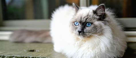 De Ragdoll Een Huiskat Met Een Uniek Karakter Kattenras Info