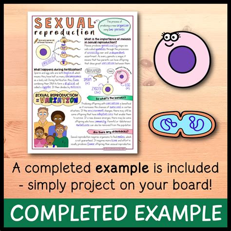 Sexual And Asexual Reproduction Doodle Notes Worksheets Library