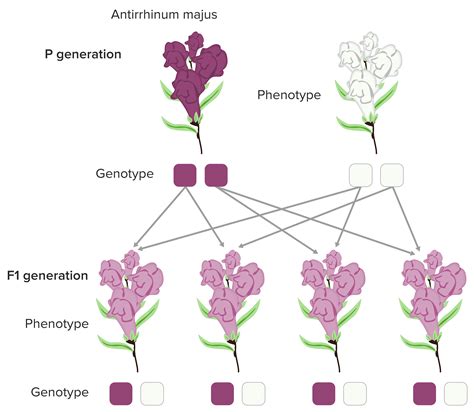 Mendel’s Laws of Genetics | Concise Medical Knowledge