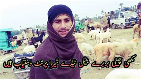 Dera Ghazi Khan Mundra Mandi Ka Visit Nadir Baloch Goat Farm Youtube