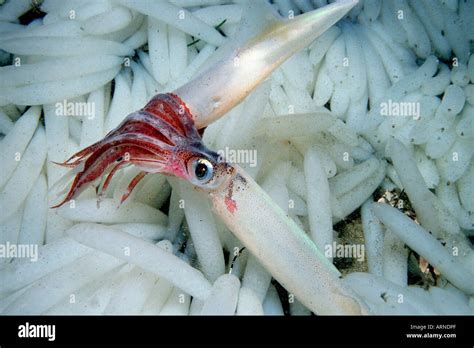 California Loligo Opalescens Hi Res Stock Photography And Images Alamy