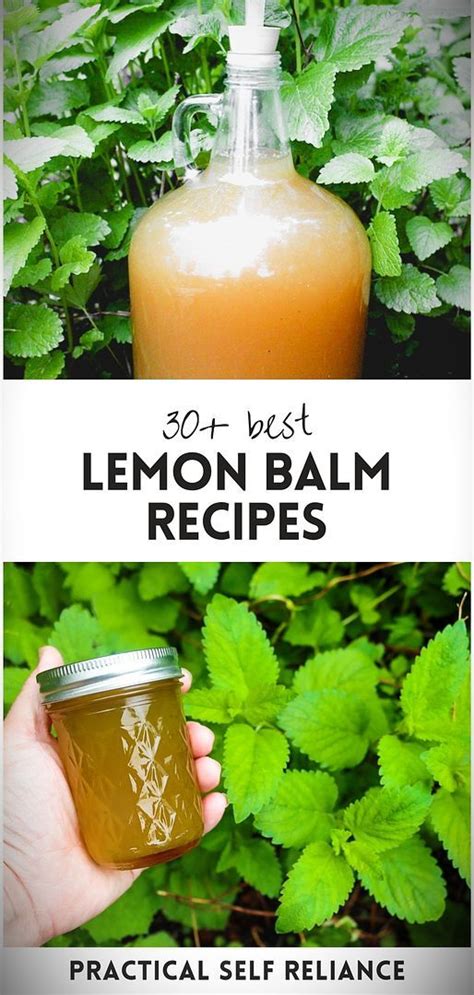 30 Ways To Use Lemon Balm In 2024 Lemon Balm Recipes Herbal