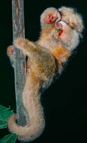 Silky anteater