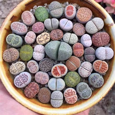 Massimo On Twitter Lithops Are Namibian And South African Plants That