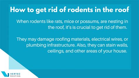 How To Prevent Rodents In Your Roof Vertec Roofing