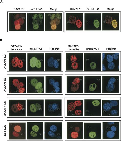 A Novel Nucleocytoplasmic Shuttling Sequence Of Dazap A Testis