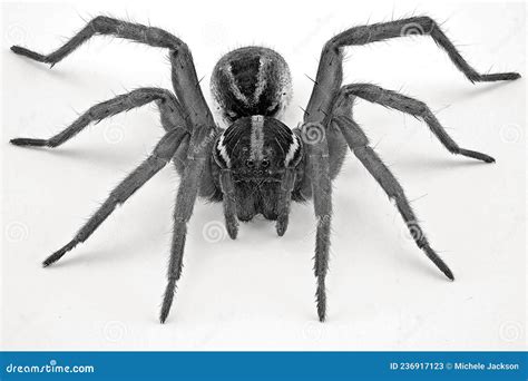 Close Up Of A Wolf Spider Stock Image Image Of Crawling 236917123