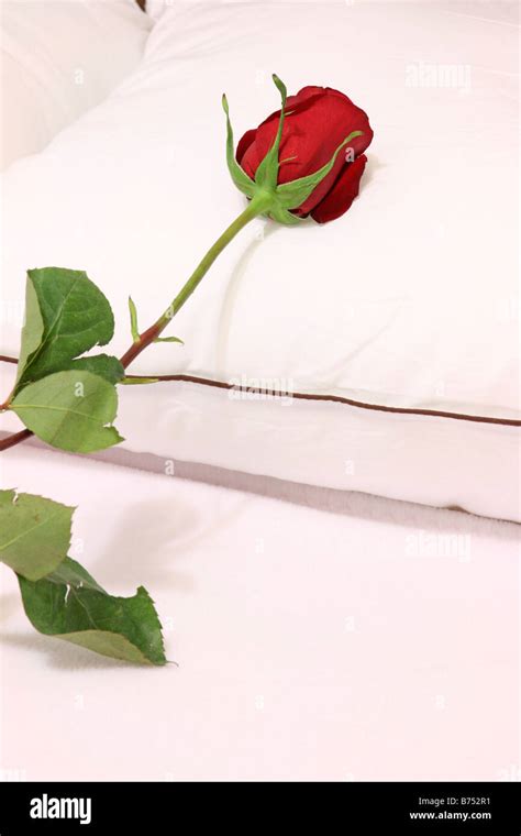 Single Red Rose On Pillow Hi Res Stock Photography And Images Alamy