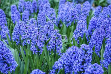 Field Of Purple Hyacinths In Spring Stock Image - Image of dutch, blooming: 22488437