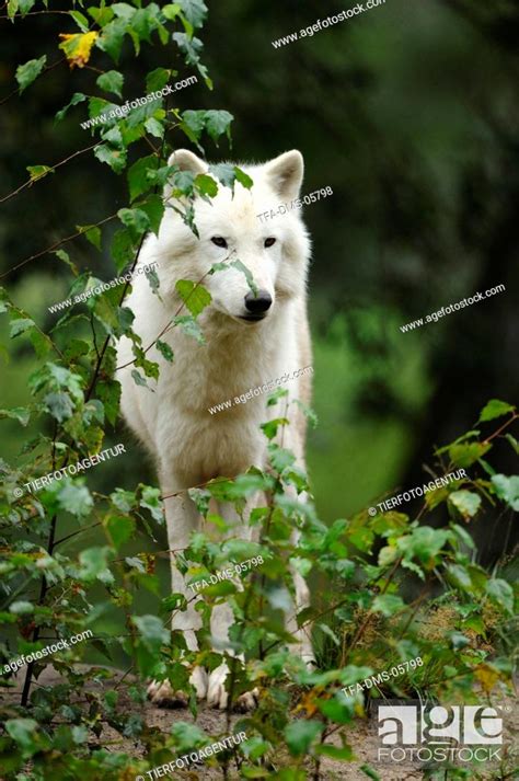 polar wolf, Stock Photo, Picture And Rights Managed Image. Pic. TFA-DMS-05798 | agefotostock