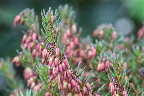 Erica Carnea Rot Erika Heidekraut Gartenpflanzen Daepp