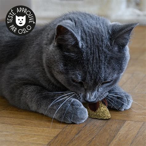 Souris à l herbe à chat jouet en cataire Catedogshop