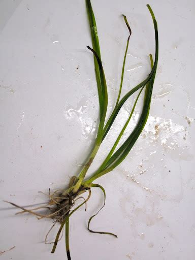 Between The Tides Of Nova Scotia Zostera Marina Common Eelgrass