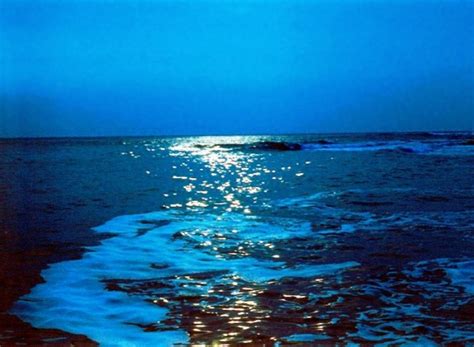 Саргассово море - Lowis