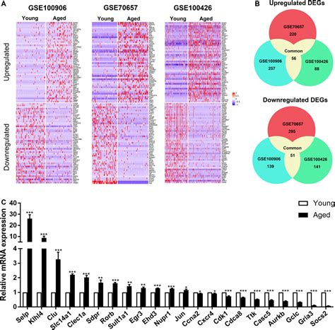 Frontiers Integrated Single Cell Bioinformatics Analysis Reveals