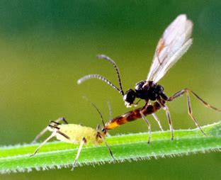 La Biodiversit Au Jardin Jardiner Autrement