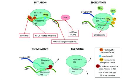 A Simplified Overview Of The Four Stages Of Translation And Where The