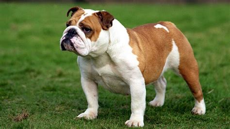 English Bulldog Köpek Irkı Özellikleri, Bakımı ve Beslenme - Zoo Blog