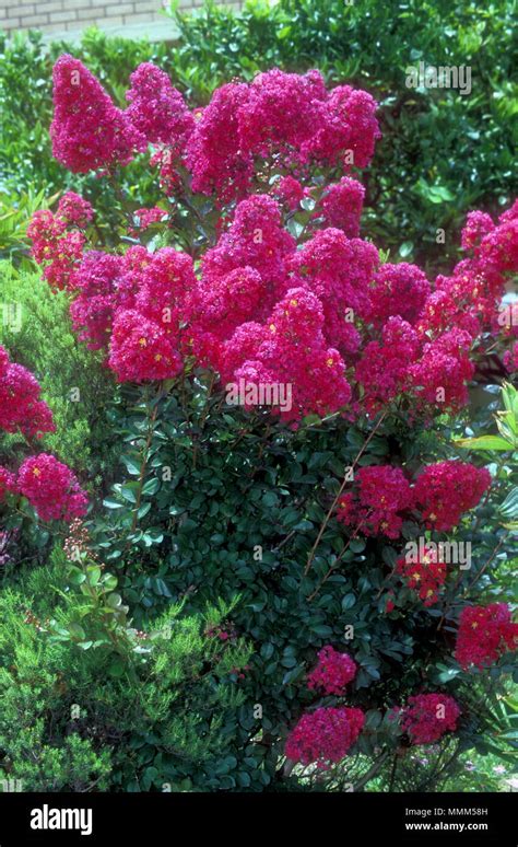 Crepe Myrtle Lagerstroemia Indica Stockfotografie Alamy