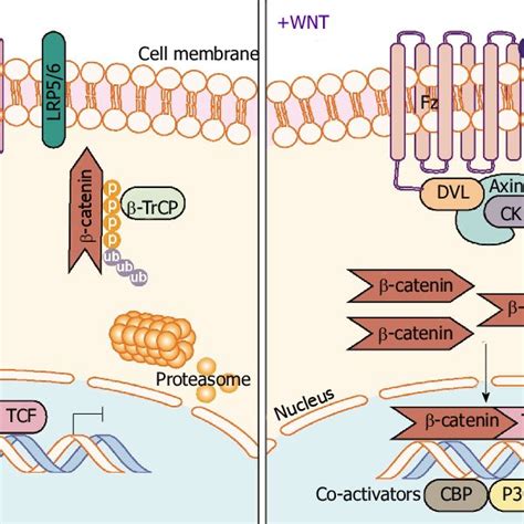 Canonical Wnt Catenin Signaling Pathway In The Absence Of Wnt Ligand Download Scientific