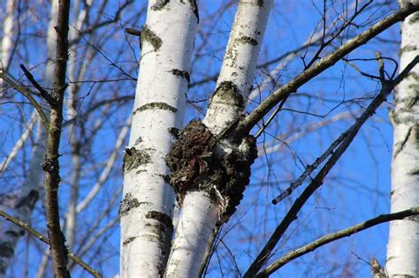 Tips For Harvesting And Using The Chaga Mushroom – A Special Mushroom ...