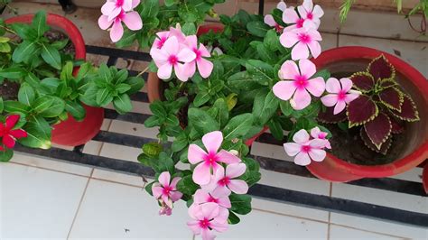 How To Grow Vinca By Cutting How To Grow Vinca Cuttings Fun