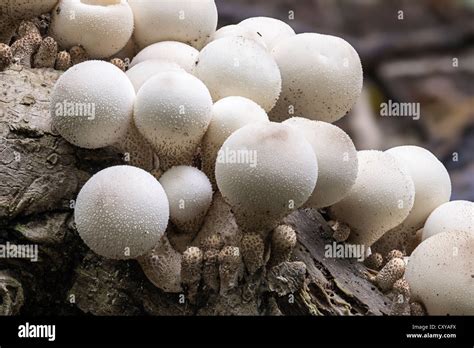 Lycoperdon pyriforme puffball tocón común crecen en stump en el Lady