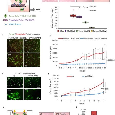 Icam1 Mediates Transendothelial Migration Of Breast Cancer Cells A Download Scientific Diagram