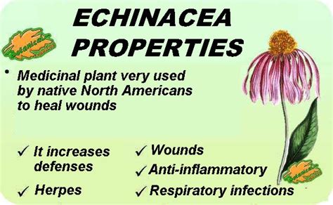 Medicinal Properties Of Echinacea Botanical Online