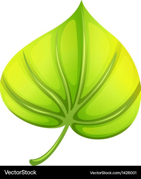 A Heart Shaped Leaf Royalty Free Vector Image Vectorstock