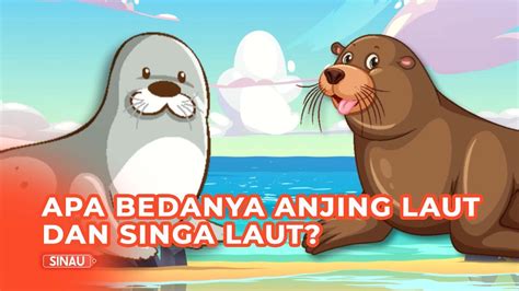 Perbezaan Anjing Laut Dan Singa Laut - Macam Perbezaan