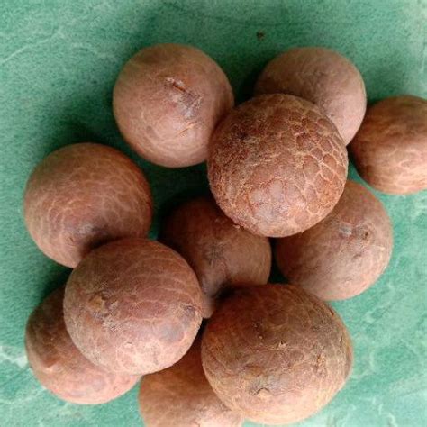 Jual Jual Biji Buah Pinang Tua Murni Tanpa Cangkang 500 Gram Shopee