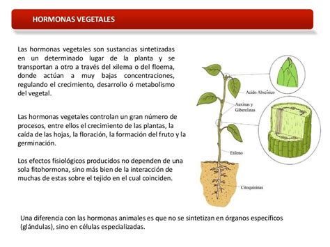 Tema 12 hormonas vegetales