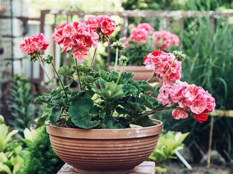 9 Uses & Benefits of Rose Scented Geraniums - Plant Index