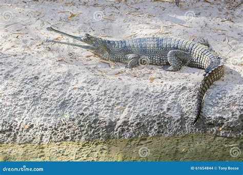 Gharial, Indian Crocodile Royalty-Free Stock Photo | CartoonDealer.com ...