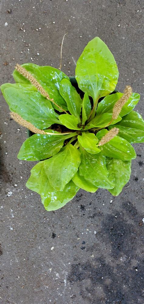 Wild Broadleaf Plantain Growin Crazy Acres