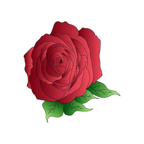 Una Rosa Roja Con Hojas Verdes Sobre Un Fondo Blanco Vector Premium