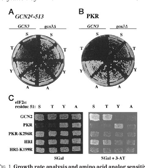 Figure 1 From The Interferon Induced Double Stranded Rna Activated