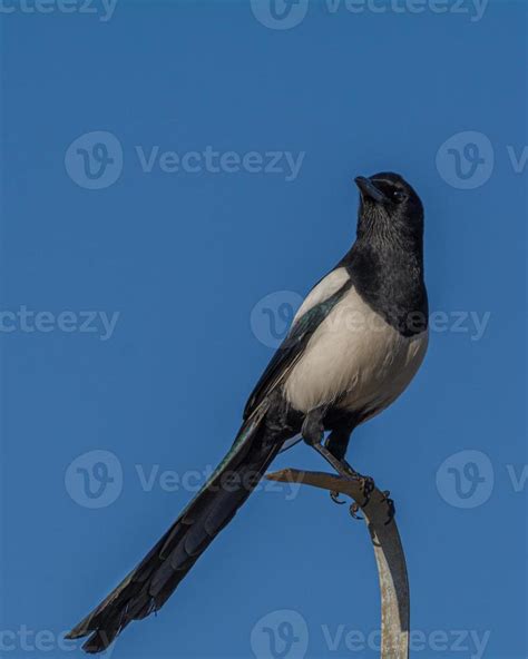 Black and white magpie bird from below with blue sky in background ...