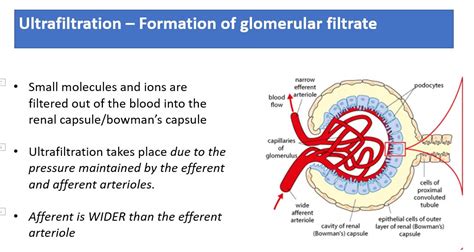 The Kidney And Osmoregulation Lesson Revision Teaching Resources