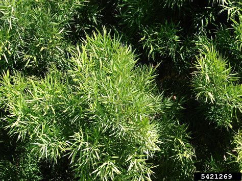 yew plum pine (Podocarpus macrophyllus)