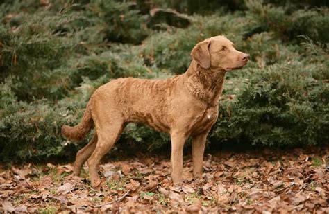 Unfassbar S E Labrador Hnliche Rassen Mit Bildern