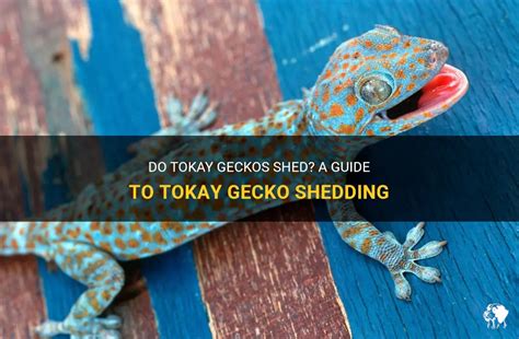 Do Tokay Geckos Shed A Guide To Tokay Gecko Shedding Petshun