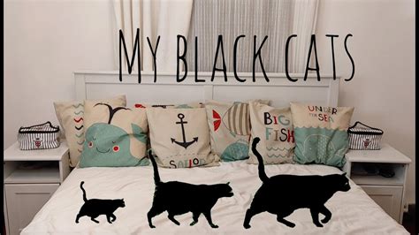 Мои Черные Кошки 😺😺😺 My Magic Black Cats Youtube