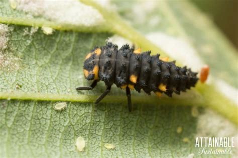 Natural Aphid Control: How to Eliminate Aphids in a Pesticide Free Garden