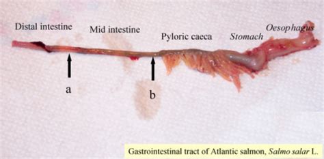 Gastrointestinal Tract Of Atlantic Salmon ≈ 100 Gram Open I