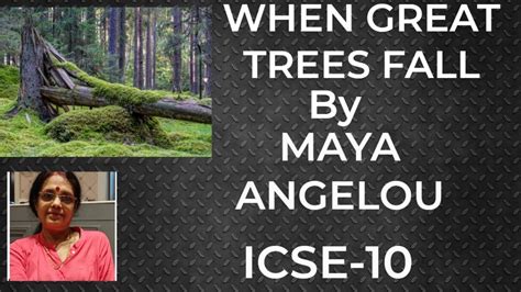 When Great Trees Fall Maya Angelou Icse Class 10line Wise Explanation Of When Great Trees