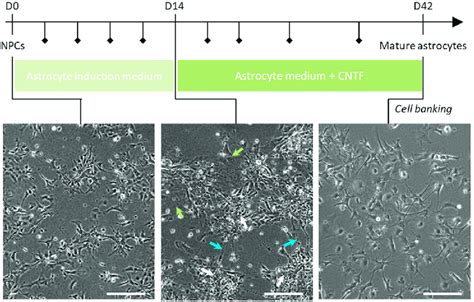 Overview Of The Protocol Generating HiPSC Derived Astrocytes From NPCs