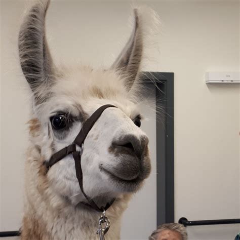 Lamas Und Alpakas F R Das Seniorenheim Buchen Orenda Ranch Institut